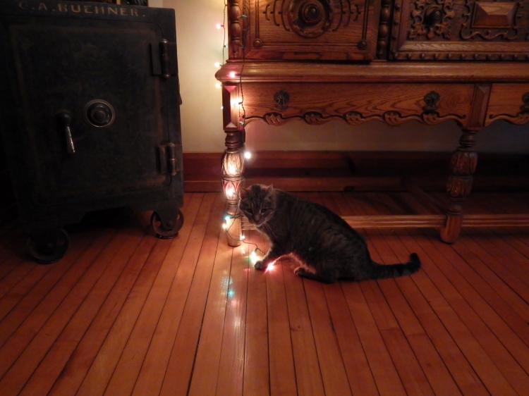 Mr. Cleo embracing his inner kitten playing with the lights on Christmas Eve.