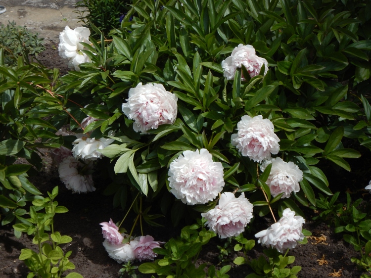 Peonies pretty much the same in Rybachy as anywhere; worth mentioning. 
