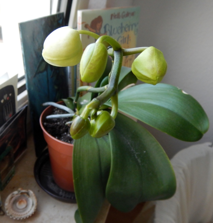 Last but not least, this orchid was given to me by a woman who told me it never flowered. But I put it in the nursery and thought I noticed something one day...